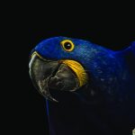 Teresa Seals Art - Hyacinth Macaw