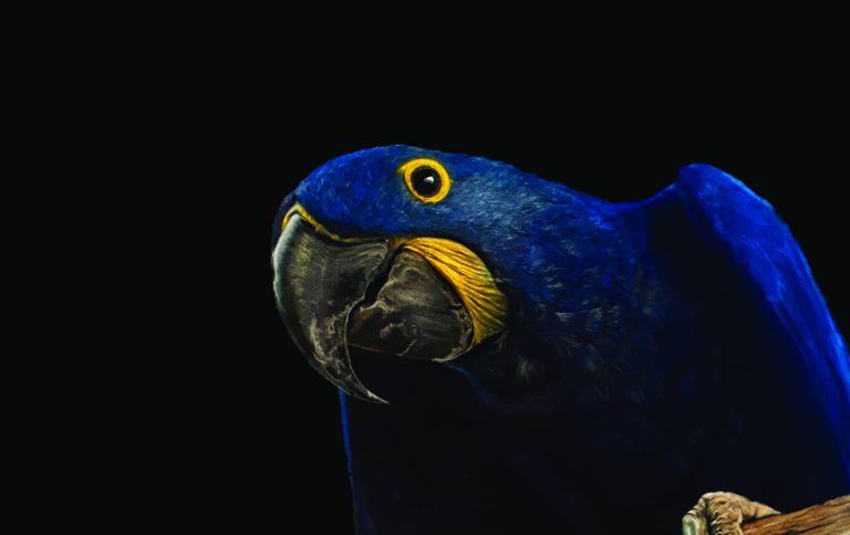 Teresa Seals Art - Hyacinth Macaw