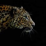 Teresa Seals Art - Leopard on black