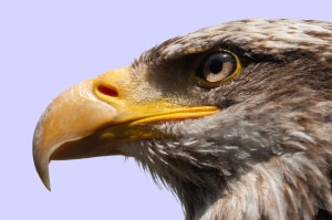 Bald Eagle gazing out across a blue sky
