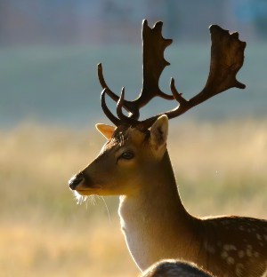 Fallow deer silhouetted against the morning light