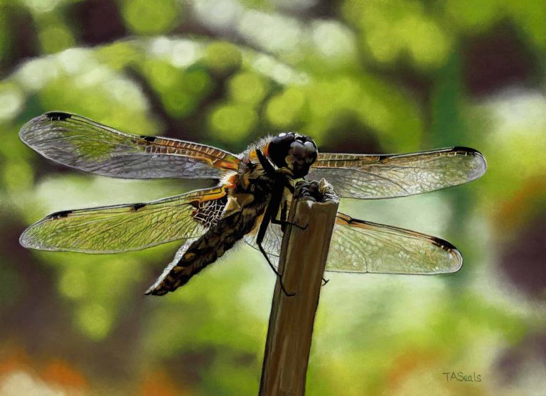 Four-spotted Chaser Dragonfly sitting on a branch